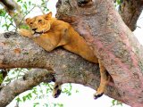 UGANDA RWANDA 14 DNI #12