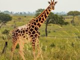 KENIA TANZANIA Z WYPOCZYNKIEM NA ZANZIBARZE 16 DNI #2