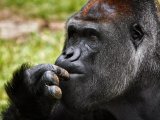 REPUBLIKA ŚRODKOWOAFRYKAŃSKA - KAMERUN - 15 dni #4