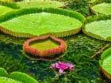 Ogród Botaniczny Pamplemousses #4