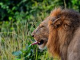 South Luangwa - safari #3