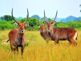 UGANDA RWANDA 14 DNI #8