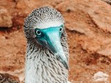 REJS PO WYSPACH GALAPAGOS 4/8 dni #4