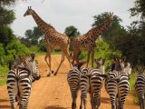 Safari w Serengeti #7