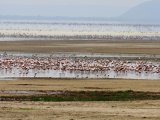 Jezioro Manyara #10
