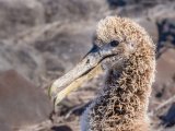REJS PO WYSPACH GALAPAGOS 4/8 dni #10
