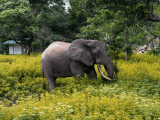 Mole National Park #8