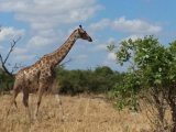 BOTSWANA – ekskluzywne safari 14 dni #26