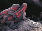 REJS PO WYSPACH GALAPAGOS 4/8 dni #5