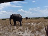 BOTSWANA – ekskluzywne safari 14 dni #15