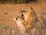 KENIA TANZANIA Z WYPOCZYNKIEM NA ZANZIBARZE 16 DNI #4