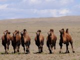 Stado dwugarbnych wielbłądów prowadzonych przez pasterza na motocyklu po pustyni Gobi w Mongolii. #15