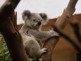 Koala #3