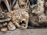 Rejs 7 Krajów Afryki – Angola, Republika Konga, Gabon, Wyspy Świętego Tomasza i Książęca, Benin, Togo, Ghana #8