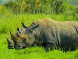 UGANDA RWANDA 14 DNI #9