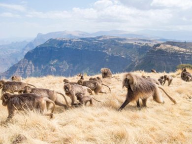 Siemen NP wycieczka Prestige Tours