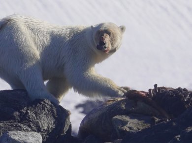 rejs Spitsbergen