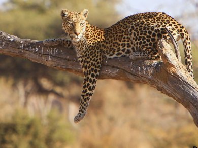 wycieczka do Botswany z Prestige Tours