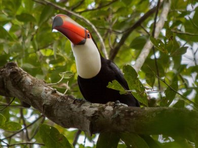Iguazu Falls wycieczka z Prestige Tours