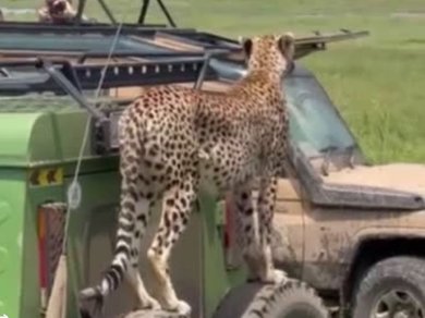 safarii