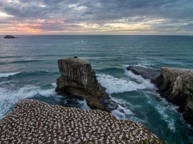 Muriwai Beach