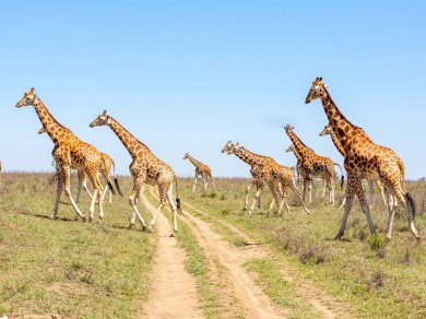 safari w Serengeti