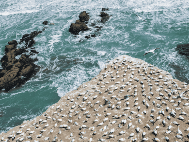 wycieczka do Nowej Zelandii z Prestige Tours