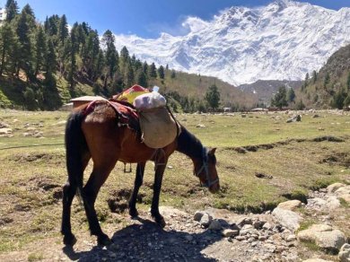 Fairy Meadows