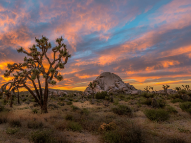 Joshua Tree - piękny park w Stanach Zjednoczonych