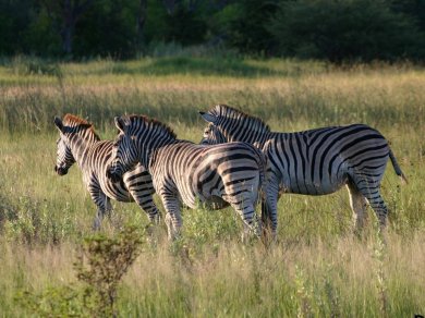 wycieczka do Botswany z Prestige Tours