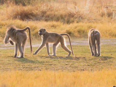 wycieczka do Botswany z Prestige Tours