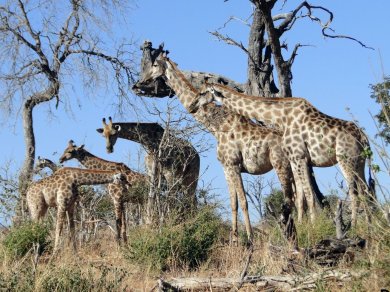 wycieczka do Botswany z Prestige Tours