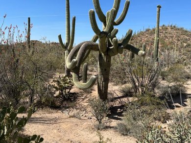 kaktusy saguaro w USA