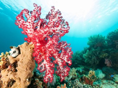 Cenderawasih Bay rejs z Prestige Tours