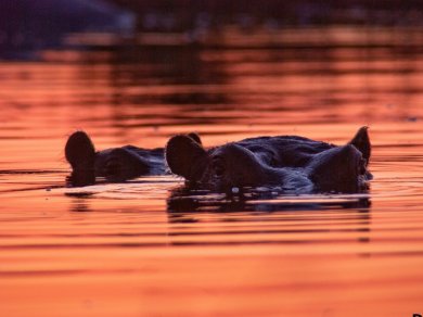 wycieczka do Botswany z Prestige Tours