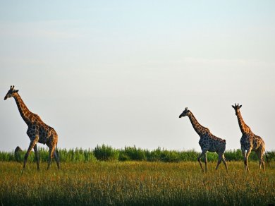 wycieczka do Botswany z Prestige Tours