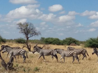 Botswana wycieczka Prestige Tours
