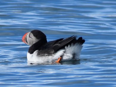 Spitsbergen 2027 z Prestige Tours