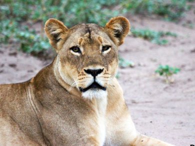 wycieczka do Botswany z Prestige Tours