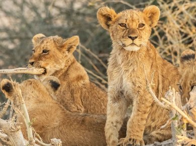 wycieczka do Botswany z Prestige Tours