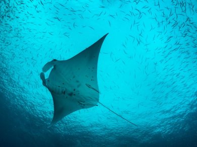 Palau wycieczka z Prestige Tours