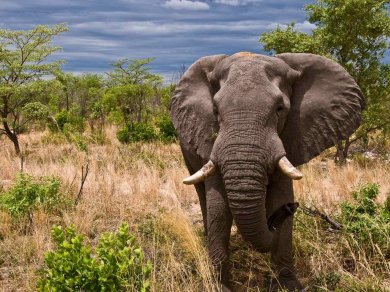 SAFARI W REZERWACIE MOREMI