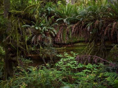 Amazonia las  tropikalny - wycieczka Prestige Tours