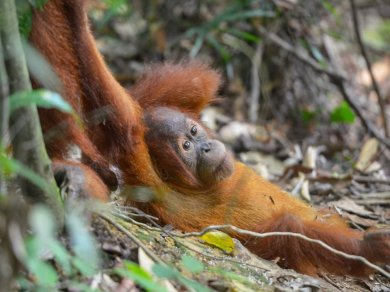 obserwacja orangutanów na Sumatrze
