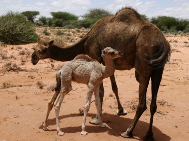 Somaliland wycieczka z Prestige Tours