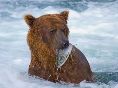 OBSERWACJA NIEDŹWIEDZI BRUNATNYCH W KATMAI