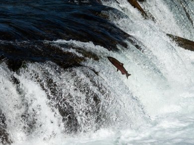 OBSERWACJA NIEDŹWIEDZI BRUNATNYCH W KATMAI