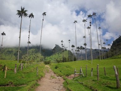 zwiedzanie Doliny Cocora