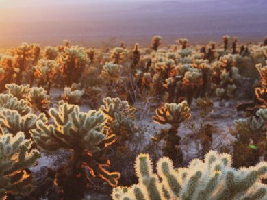 Wycieczka do Parku Narodowego USA - Joshua Tree