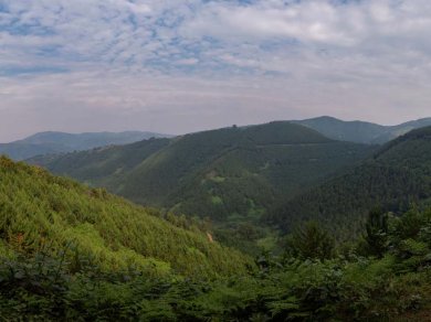 Bwindi Forest